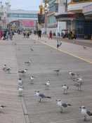Boardwalk & Birds