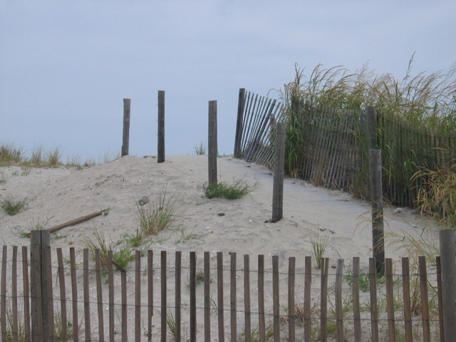 Beach Dunes