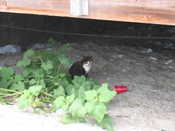 Cat Under the Boardwalk