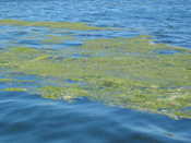 What the hell is in the water