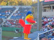 The Chicken at work